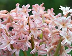 Image result for Hyacinthus Gypsy Queen