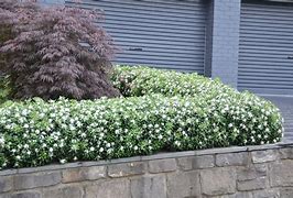 Image result for Low Hedge