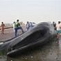 Image result for Is a Whale Bigger than the Moon Meme