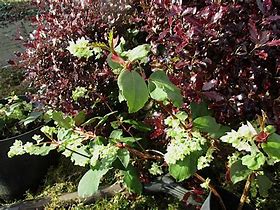 Image result for Ribes laurifolium