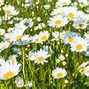 Image result for January Flower Month