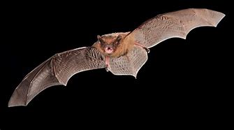 Image result for Irish Bats