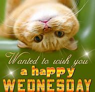 Image result for Happy Wednesday Hump Day Cat