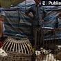 Image result for Chinese Dog Market