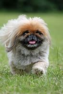 Image result for Super Cute Animal Dog