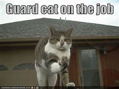 Image result for Guard Cat Meme