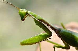 Image result for Southern Praying Mantis 6 Short Powers