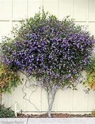 Image result for hardenbergia