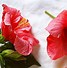 Image result for Flores Comestibles