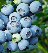 Image result for Vaccinium cor. Goldtraube 23