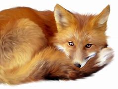Image result for Transparent Fancy Fox