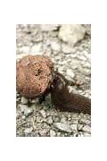 Image result for Elephant Poops On Zookeeper