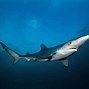 Image result for Sharks in the Mediterranean Sea