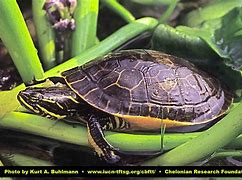 Image result for Deirochelys reticularia