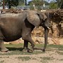 Image result for African Forest Elephant in Zoo