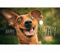 Image result for Funny Animal Tuesday Memes