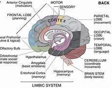 Image result for How Human Memory Works