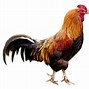 Image result for Le Coq Rouge