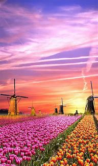 Image result for Netherland Nature View