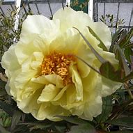 Image result for Paeonia suffruticosa Huang Guan