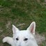 Image result for Berger Blanc Suisse