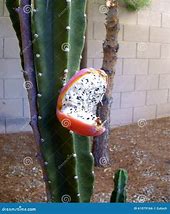 Image result for Cactus Seeds