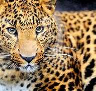 Image result for Animal Wallpaper