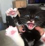 Image result for Cat with Claws Out
