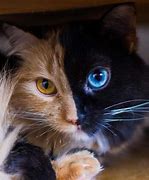 Image result for Beautiful Cat in Cat Eyes
