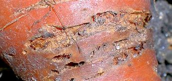 Image result for "carrot-rust-fly"