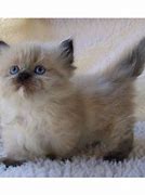 Image result for Himalayan Munchkin Cat