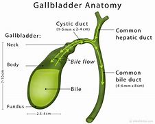 Image result for Gallbladder Fundus