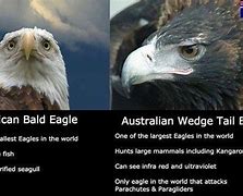 Image result for Take It Easy Eagles Funny