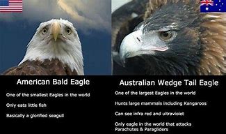 Image result for Anti Eagles and Chiefs Memes