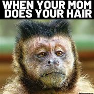 Image result for Monkey Funny Meme Faces