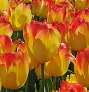 Image result for Tulipa Suncatcher