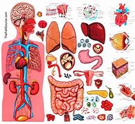 Image result for Human Anatomy Clip Art
