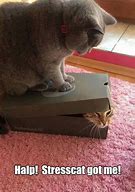 Image result for Lolcat Memes