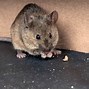 Image result for Mouse or Rat Droppings