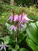 Image result for Erythronium multiscapoideum