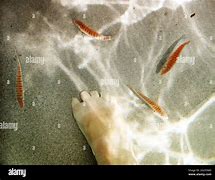 Image result for Overhead View Swimming Fish