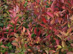 Image result for Itea virginica