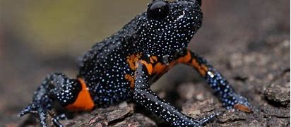 Image result for Galaxy Frog Wallpaper