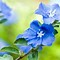 Image result for Turquoise Blue Flowers