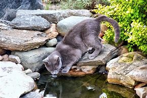 Image result for All in One Cat Wormer
