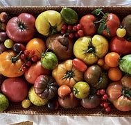 Image result for Types of Tomato