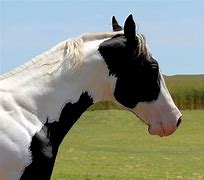 Image result for Tobiano Paint Horse