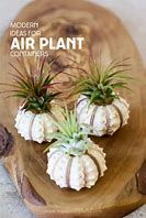 Image result for Air Plant Containers