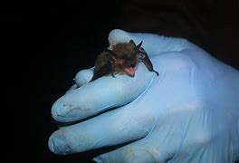 Image result for Long Eared Bat Plush