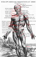 Image result for Martial Arts Anatomy